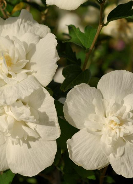 © Hortival Diffusion - Tous droits réservés