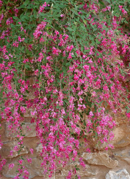 © Hortival Diffusion - Tous droits réservés
