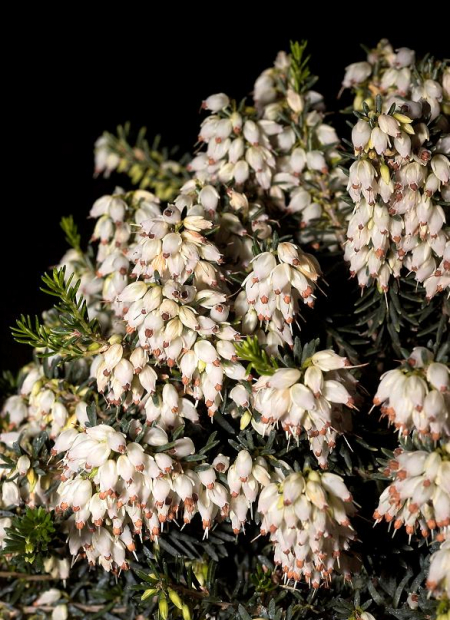 © Hortival Diffusion - Tous droits réservés