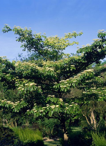 © Hortival Diffusion - Tous droits réservés