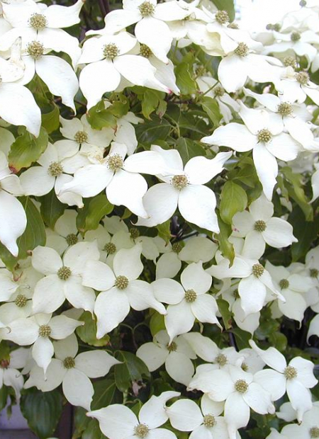 © Hortival Diffusion - Tous droits réservés