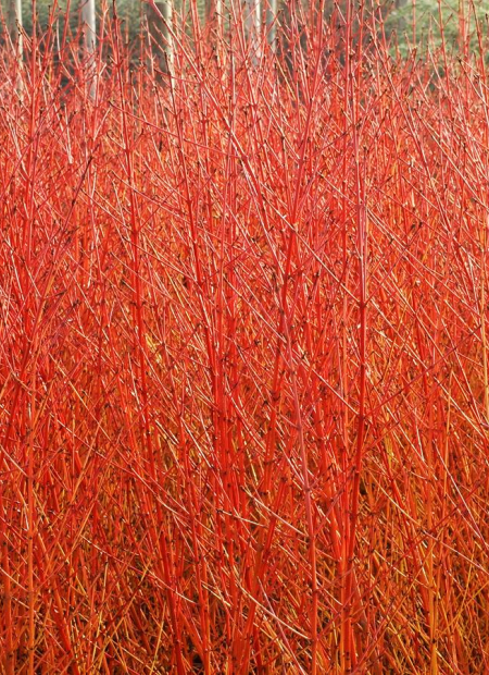 © Hortival Diffusion - Tous droits réservés