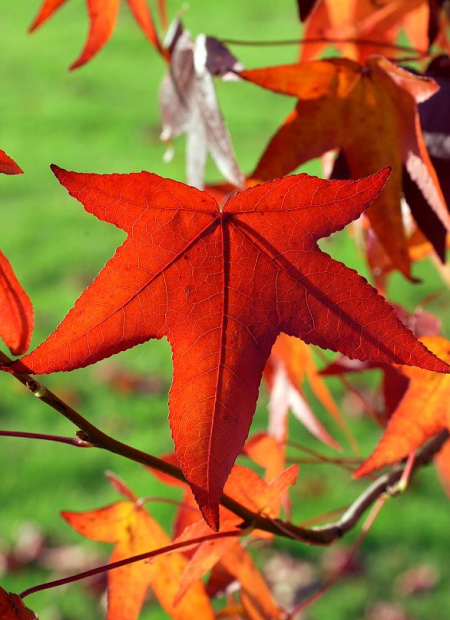 © Hortival Diffusion - Tous droits réservés