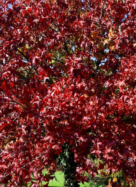 © Hortival Diffusion - Tous droits réservés