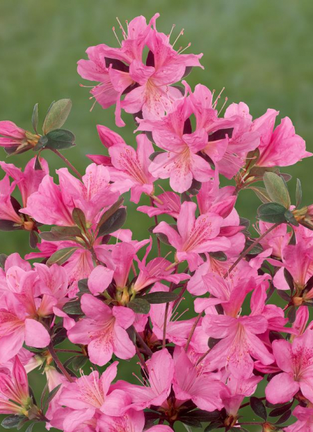 © Hortival Diffusion - Tous droits réservés