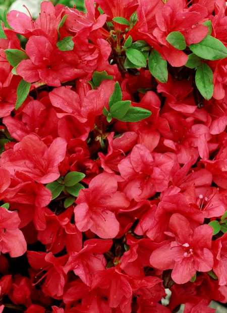 © Hortival Diffusion - Tous droits réservés