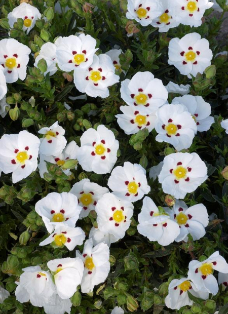 © Hortival Diffusion - Tous droits réservés