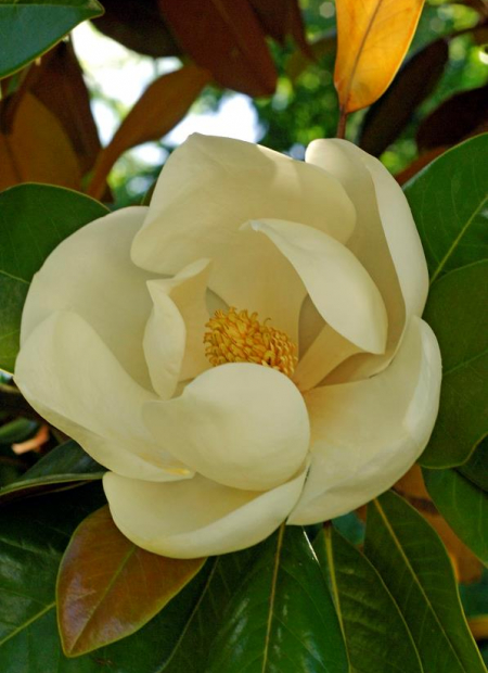 © Hortival Diffusion - Tous droits réservés