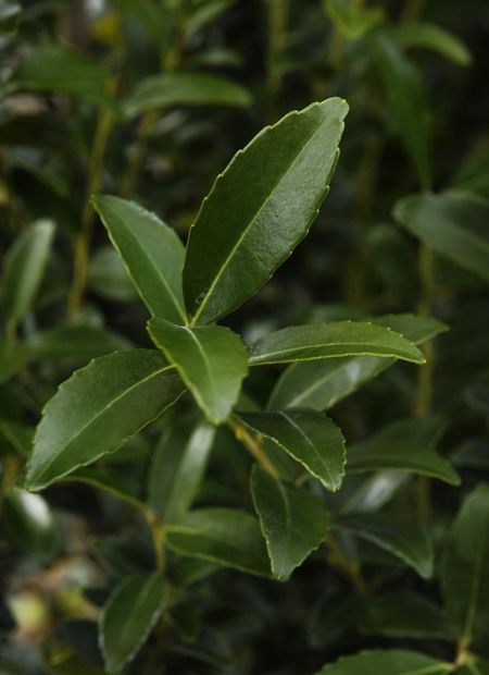 © Hortival Diffusion - Tous droits réservés