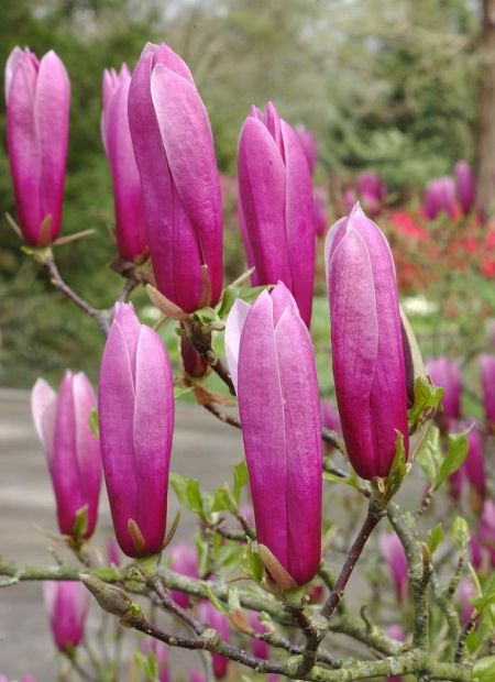 © Hortival Diffusion - Tous droits réservés