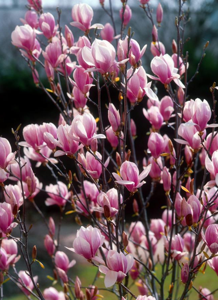 © Hortival Diffusion - Tous droits réservés