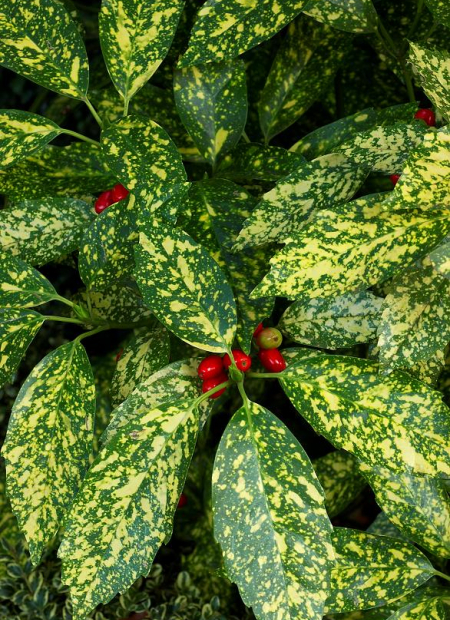 © Hortival Diffusion - Tous droits réservés