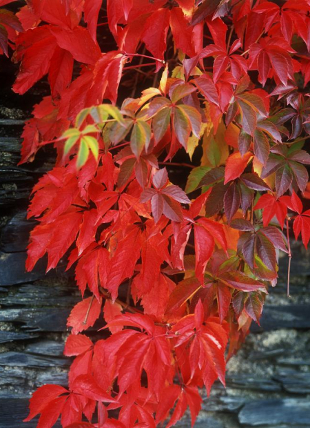 © Hortival Diffusion - Tous droits réservés