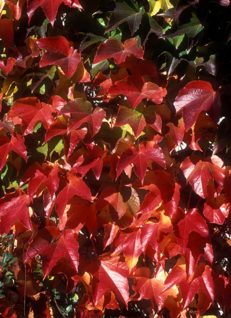 © Hortival Diffusion - Tous droits réservés