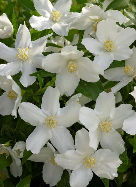 © Hortival Diffusion - Tous droits réservés