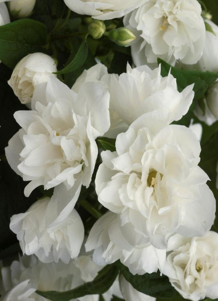 © Hortival Diffusion - Tous droits réservés