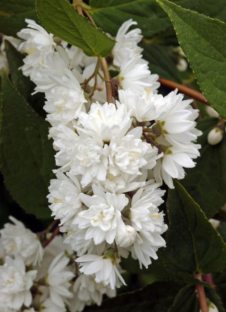 © Hortival Diffusion - Tous droits réservés