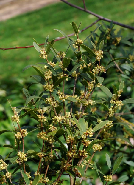 © Hortival Diffusion - Tous droits réservés