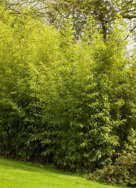 © Hortival Diffusion - Tous droits réservés