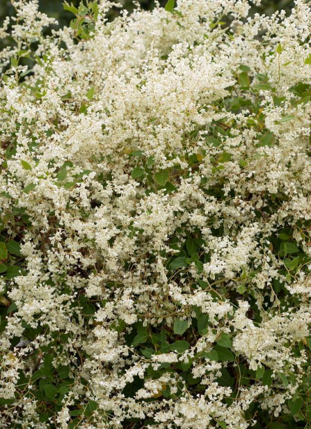 © Hortival Diffusion - Tous droits réservés