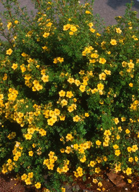 © Hortival Diffusion - Tous droits réservés