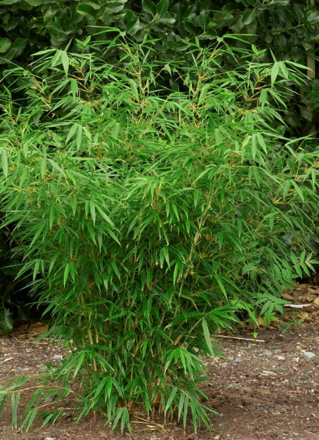 © Hortival Diffusion - Tous droits réservés