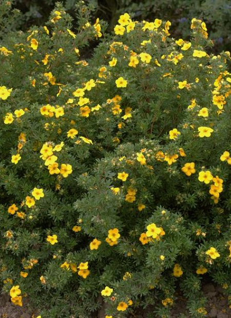 © Hortival Diffusion - Tous droits réservés