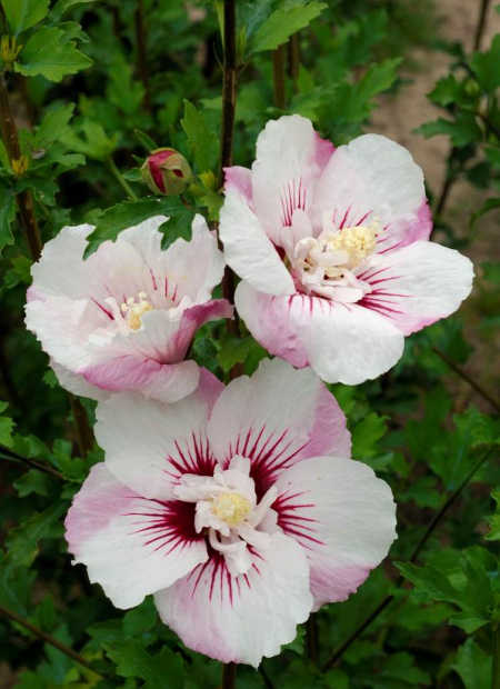 © Hortival Diffusion - Tous droits réservés