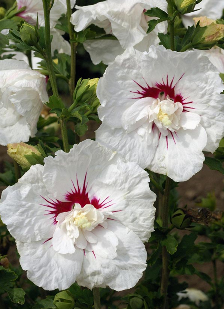 © Hortival Diffusion - Tous droits réservés