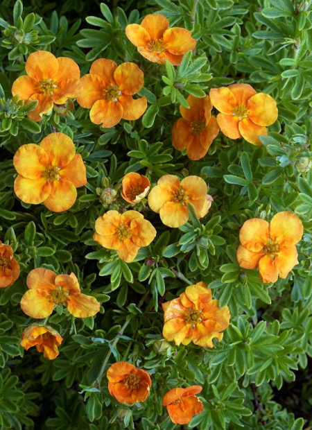 © Hortival Diffusion - Tous droits réservés