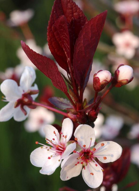 © Hortival Diffusion - Tous droits réservés