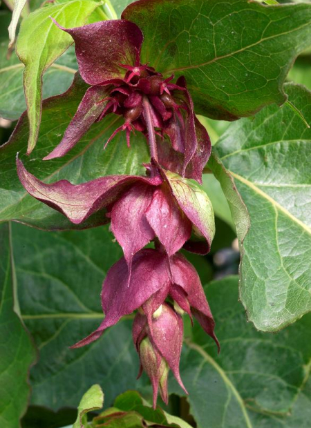 © Hortival Diffusion - Tous droits réservés