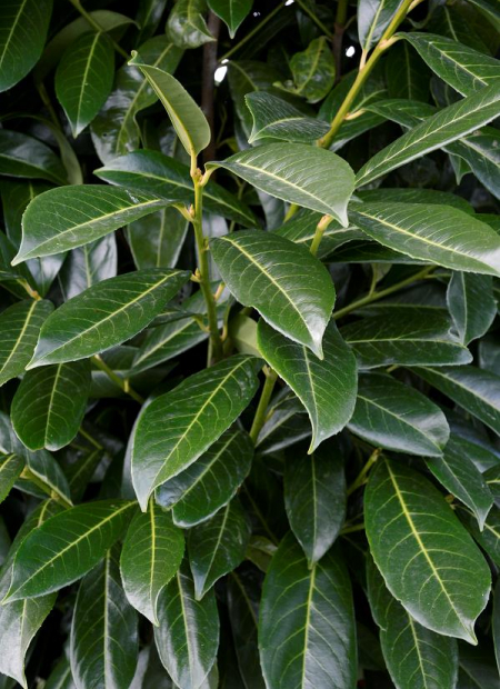 © Hortival Diffusion - Tous droits réservés