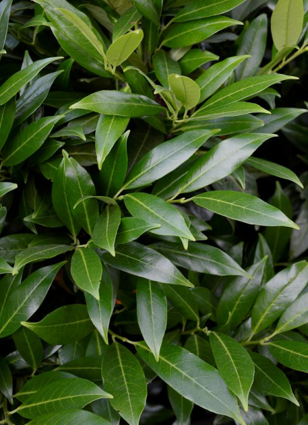 © Hortival Diffusion - Tous droits réservés