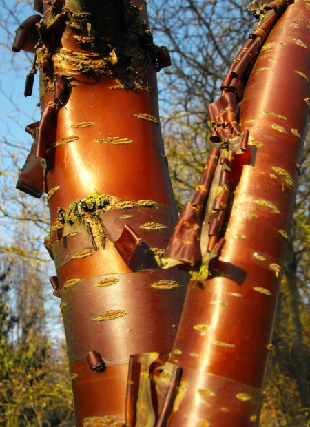 © Hortival Diffusion - Tous droits réservés