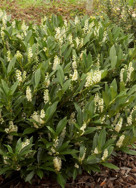 © Hortival Diffusion - Tous droits réservés