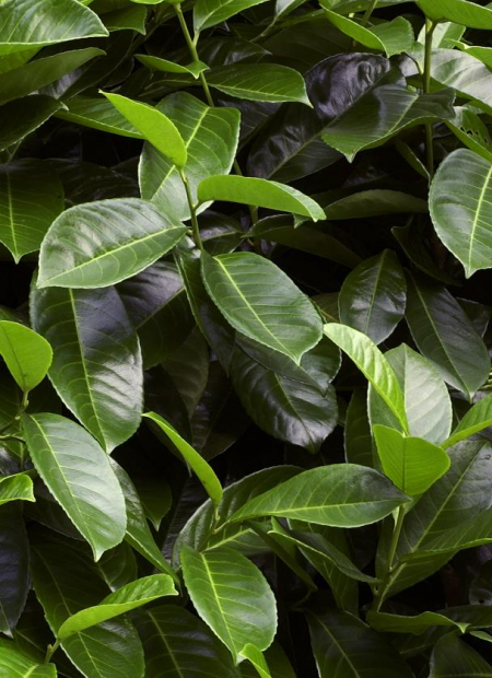 © Hortival Diffusion - Tous droits réservés