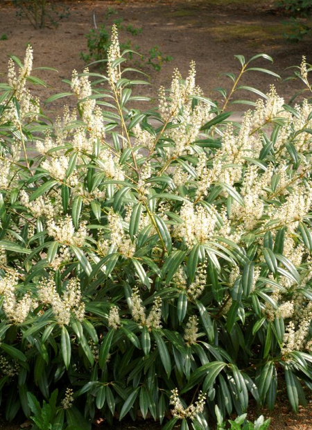 © Hortival Diffusion - Tous droits réservés