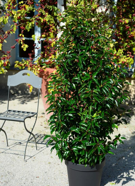 © Hortival Diffusion - Tous droits réservés