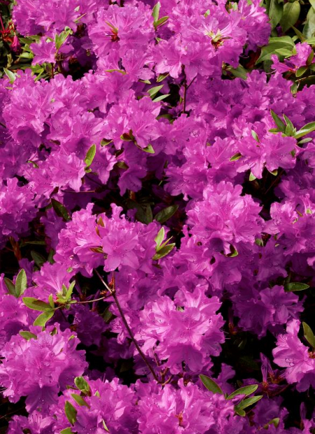 © Hortival Diffusion - Tous droits réservés