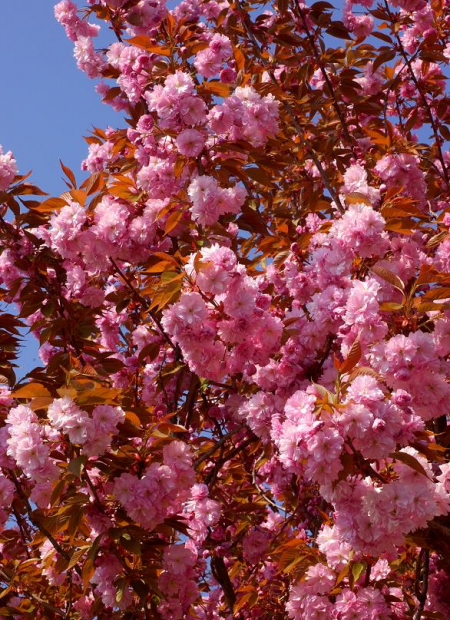 © Hortival Diffusion - Tous droits réservés