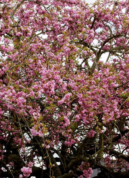 © Hortival Diffusion - Tous droits réservés