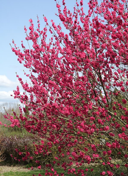 © Hortival Diffusion - Tous droits réservés