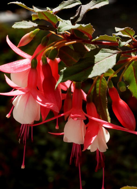 © Hortival Diffusion - Tous droits réservés