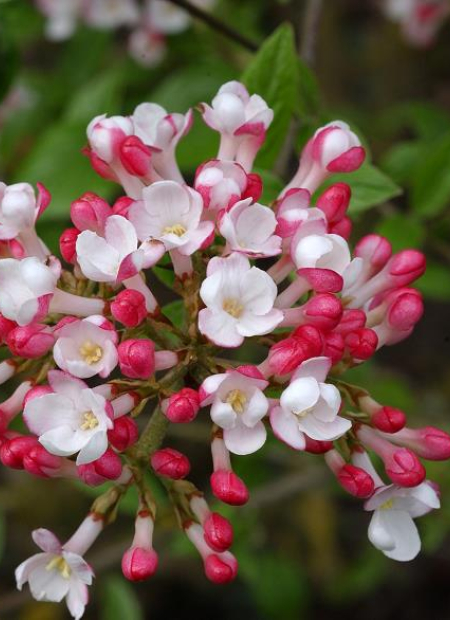 © Hortival Diffusion - Tous droits réservés