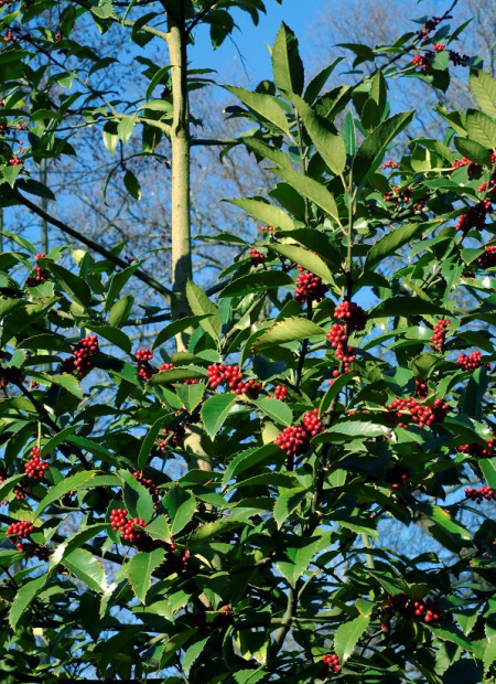 © Hortival Diffusion - Tous droits réservés