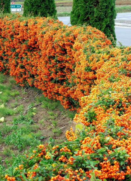 © Hortival Diffusion - Tous droits réservés