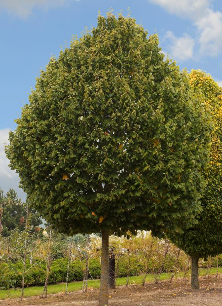 © Hortival Diffusion - Tous droits réservés