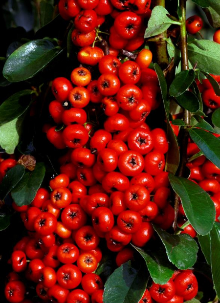 © Hortival Diffusion - Tous droits réservés