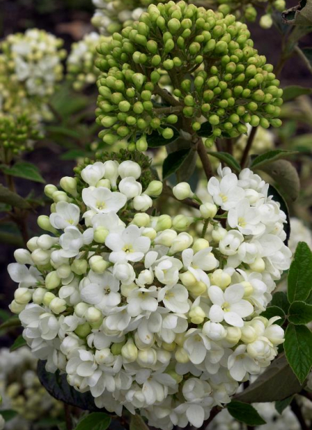 © Hortival Diffusion - Tous droits réservés